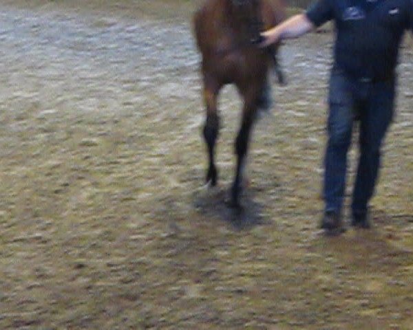 Video of Chanel
