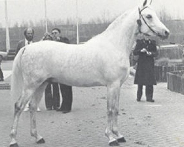 stallion Ibn Hadsai ox (Arabian purebred, 1972, from Hadban Enzahi 1952 EAO)
