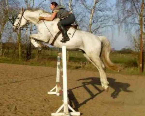 Springpferd Caliro As (Hannoveraner, 1999, von Calido I)