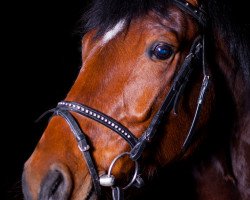 dressage horse Maybe Mike (German Warmblood, 2006)
