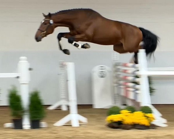 Hengstvorauswahl Verband der Züchter des Oldenburger Pferdes 2014