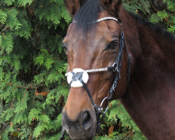 Springpferd Farina E (Westfale, 1993, von Funke)