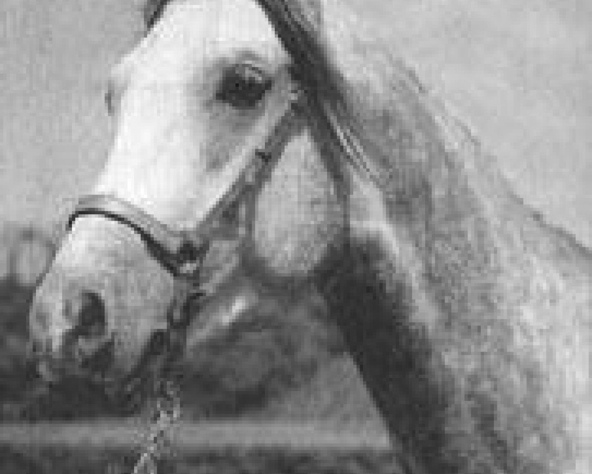 Deckhengst Magnit ox (Vollblutaraber, 1969, von Aswan 1958 EAO)