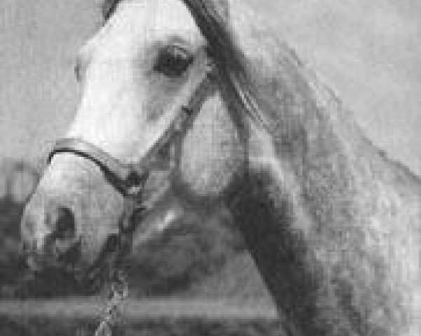 stallion Magnit ox (Arabian purebred, 1969, from Aswan 1958 EAO)