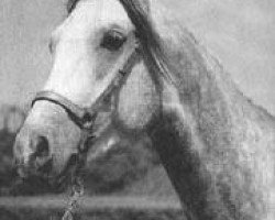 Stallion Magnit ox (Purebred Arabian, 1969, from Aswan 1958 EAO)