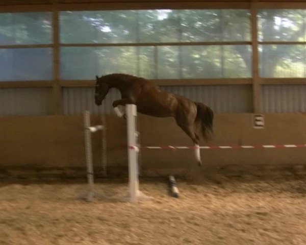 Video von Galanthis