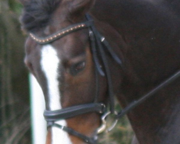 dressage horse Lincoln 112 (Rhinelander, 2005, from Laudator xx)