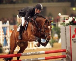 Deckhengst Vino (KWPN (Niederländisches Warmblut), 2002, von Numero Uno)