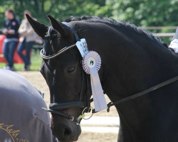 Dressurpferd Soulmate (Westfale, 2008, von San Remo)