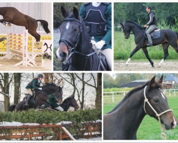 horse For You (Hanoverian, 2008, from For Edition)