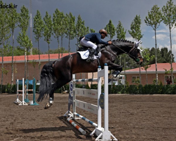 jumper Cairo's sun (Oldenburg, 2005, from Contendro I)