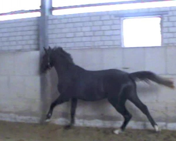 Video von Cornet's Boy RM