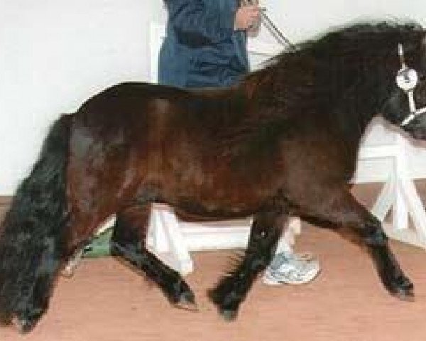 horse Imilio (Shetland Pony, 2007, from Indigo)