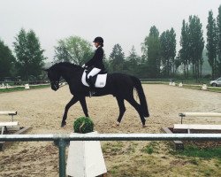 Dressurpferd Sandrigo 5 (Oldenburger, 2004, von Sandro Hit)