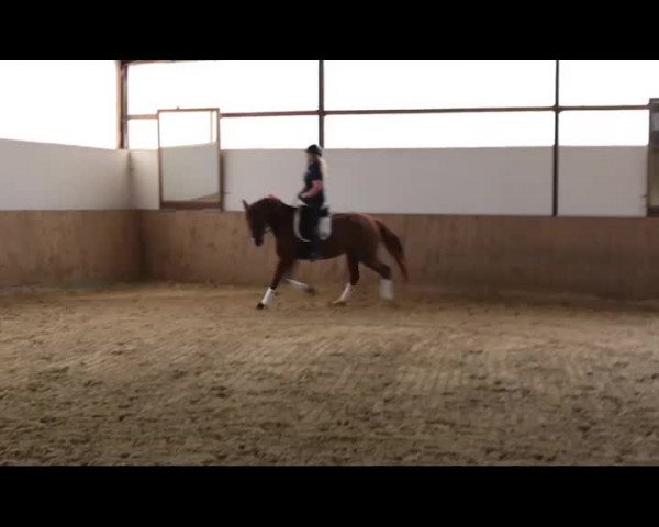 Video of Roxy