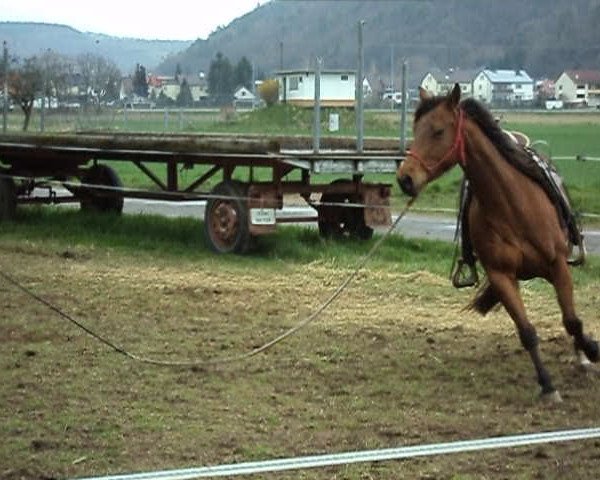 Video von Shining Starlight