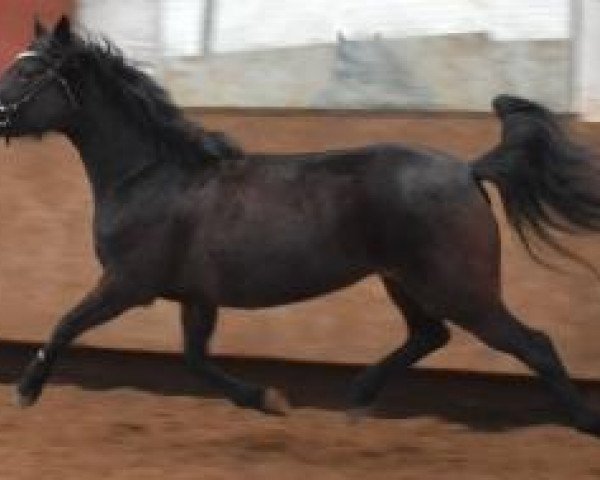 horse Holsteins Jamira (German Riding Pony, 2009, from Barrichello) horse Holsteins Jamira (German Riding Pony, 2009, from Barrichello)