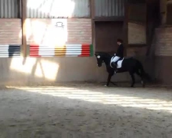 Video von Pagera