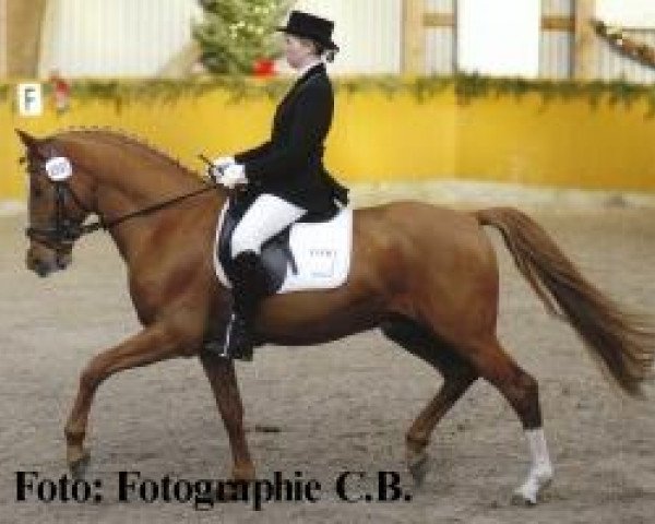 stallion Fs Disagio (German Riding Pony, 2000, from FS Don't Worry)