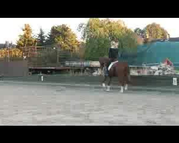 Video von Domani
