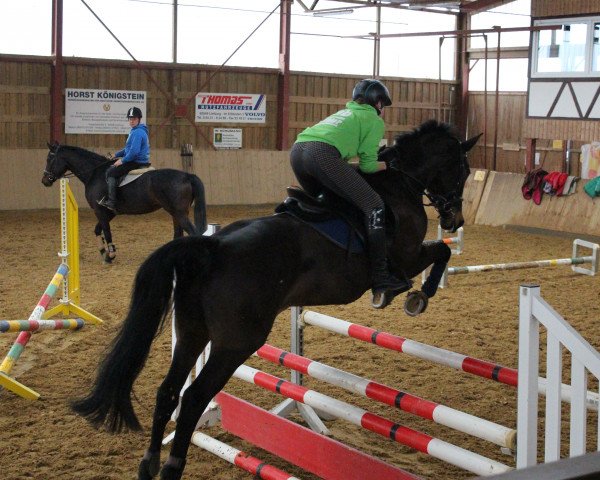 dressage horse La Cabo (German Warmblood, 2003, from Last Boy Scout 3) dressage horse La Cabo (German Warmblood, 2003, from Last Boy Scout 3)