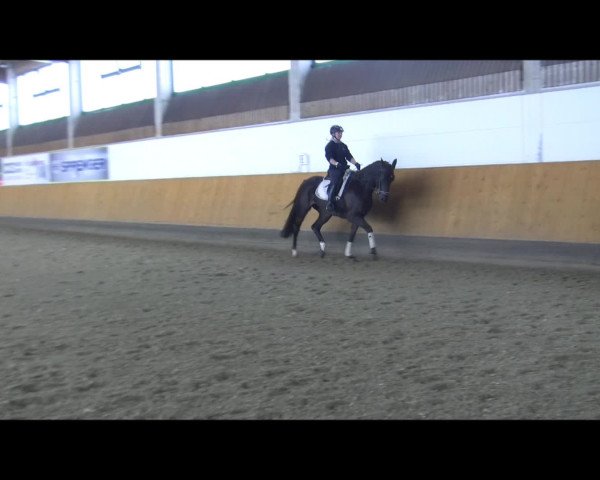 Video of Bennetta K