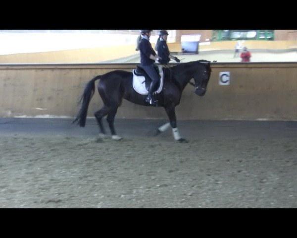 Video of Bennetta K