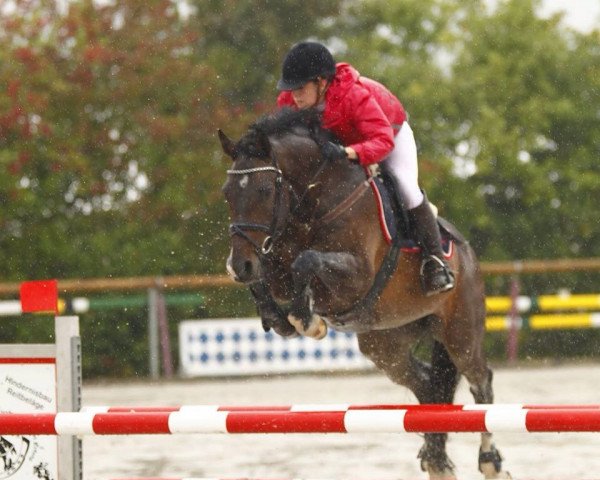 jumper Con Latino Dr (Holsteiner, 2005, from Contender)