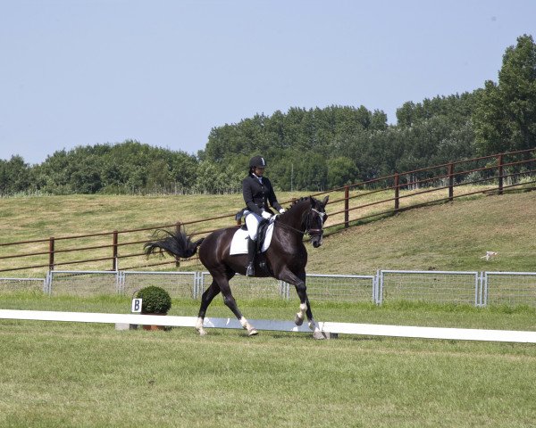 Pferd Son Oldenburg (Württemberger, 2007, von Sir Oldenburg)