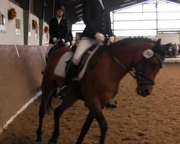 Video von Barley, Moorland's Marcia, Abrisco D