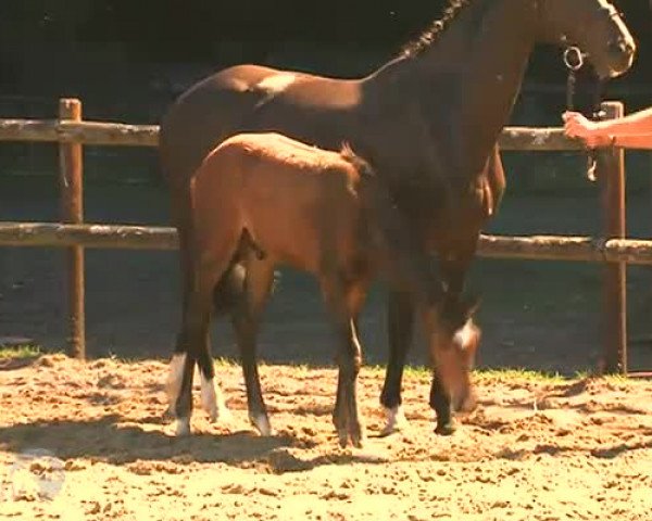 Video von Rocky Dacora