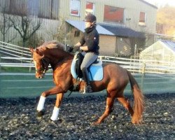 dressage horse Gründleinshofs Tanzmarie (Little German Riding Horse, 2010, from San Royal)