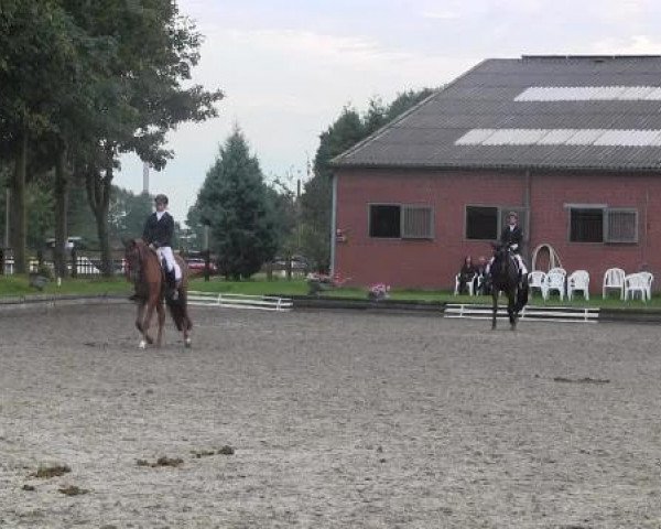 Video of Brialdo 2