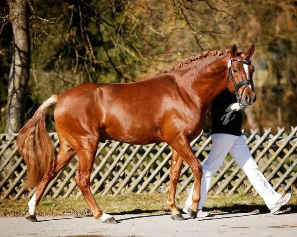 dressage horse D'Accord (German Riding Pony, 2010, from Dressman)