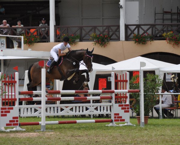 jumper Wilfried 13 (KWPN (Royal Dutch Sporthorse), 2003, from Pacific)