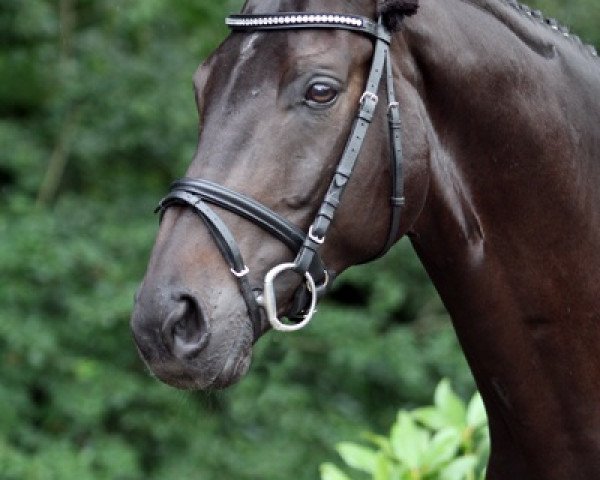 dressage horse Serafino 17 (Trakehner, 2002, from Gribaldi)