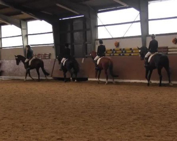 Video of Drover 3, Don Antonio, Donovan 114