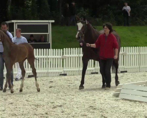 Video of Stutfohlen von Cristallo II/ Lancer III/ Palisander