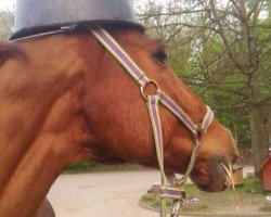 dressage horse Robin Goodfellow 4 (Pony without race description, 1999)