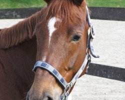 dressage horse Call me maybe (Hanoverian, 2008, from Check In 2)
