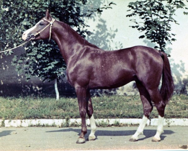 stallion Harfiarz 1979 ox (Arabian purebred,  , from Banat 1967 ox)