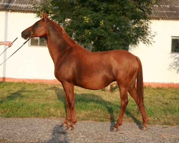 broodmare Makhorka 1999 ox (Arabian purebred, 1999, from Parusnik 1987 ox)