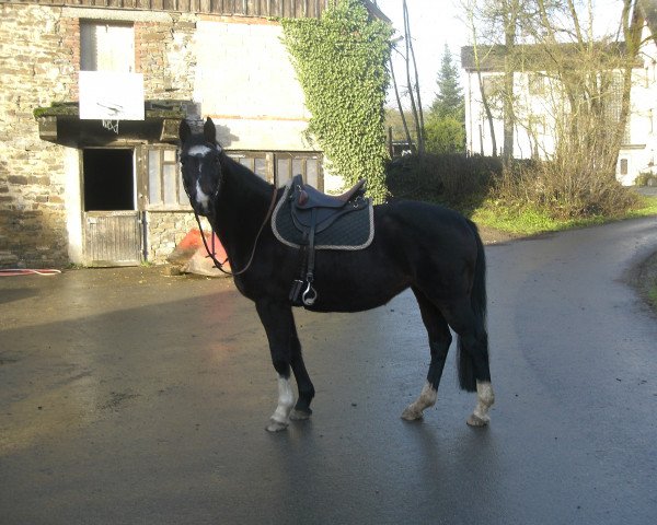 broodmare Emy (Pinto / Hunter, 1998, from Eurolines)