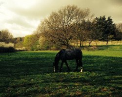 broodmare Concentra of Excellence (Westphalian, 2011, from Comme il Faut)