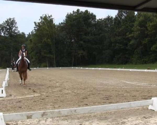 Video of Delightful 3, Löwenherz 111