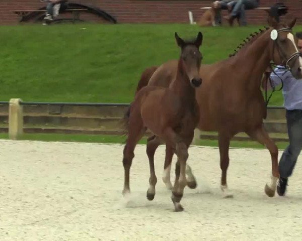 Video of Hengstfohlen v. Chaman x Pilot x Weinberg/ Windesi XX