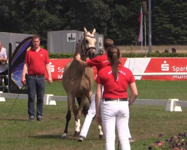 47. Westfälische Eliteschau für 3- und 4j. Reitpony- und Kleinpferdestuten Samstag, 26. Juli 2014 – Ring 3