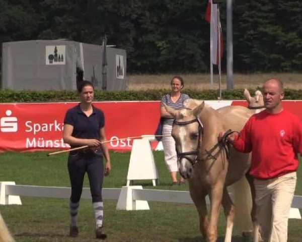Video von Viva la Diva, Stute von Sir Donnerhall, Nobless Vaness, Hadley, Hesselteichs Golden Amadea, Tiara, Glitzerstern, Merci 118, Rheingolds So Shy, Vergissmeinnicht 5
