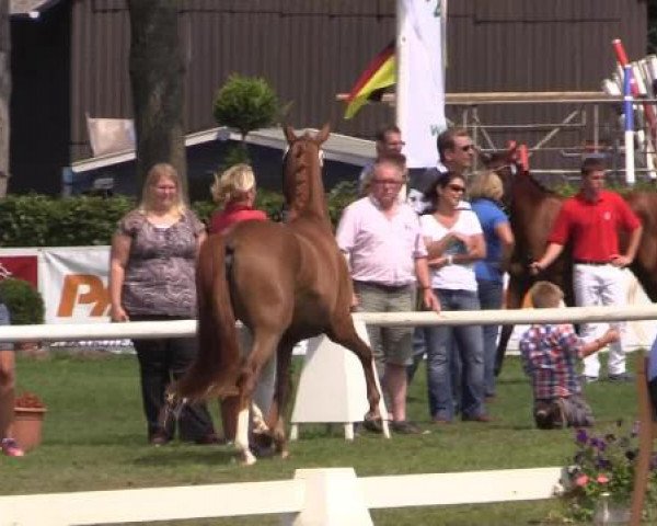 47. Westfälische Eliteschau für 3- und 4j. Reitpony- und Kleinpferdestuten Samstag, 26. Juli 2014 – Ring 2