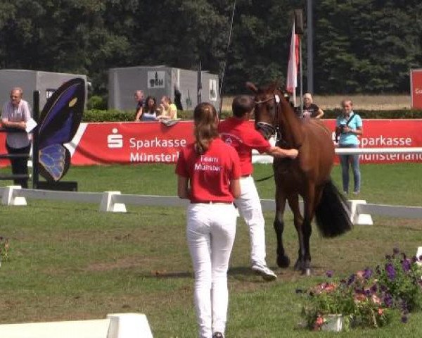 47. Westfälische Eliteschau für 3- und 4j. Reitpony- und Kleinpferdestuten Samstag, 26. Juli 2014 – Ring 2